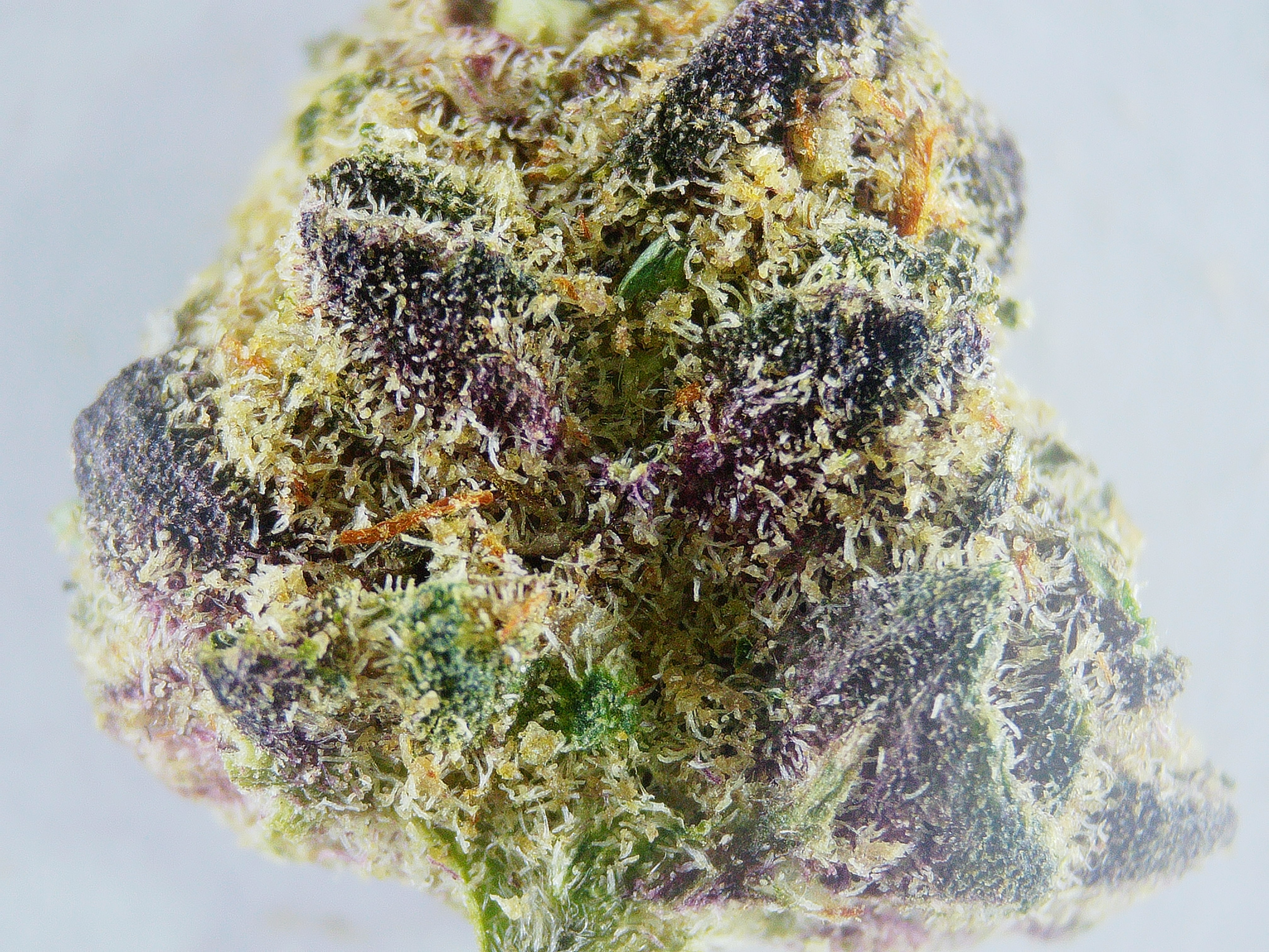Photograph of Product: Satori Gorilla Glue #4 Smalls BULK Flower - 1g