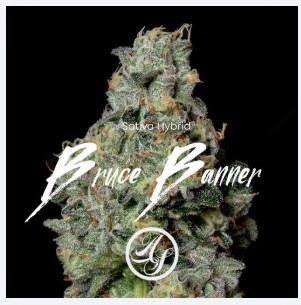 Photograph of product: Alt Sol | Bruce Banner | 3.5g | Oui'd Hybrid