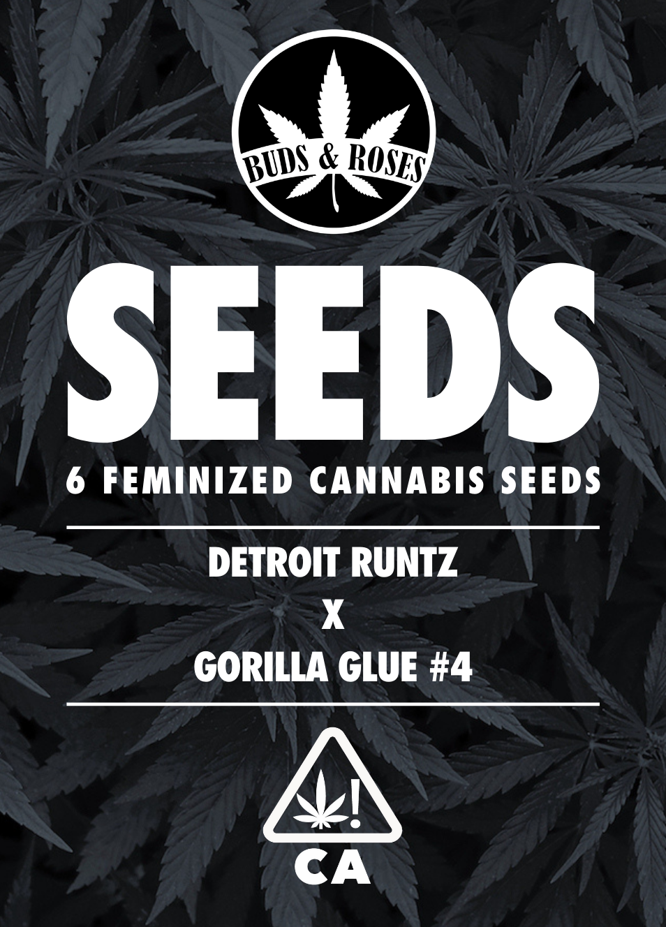 Photograph of product: 6pk Fem Seeds - Gorilla Glue #4 x Detroit Runtz