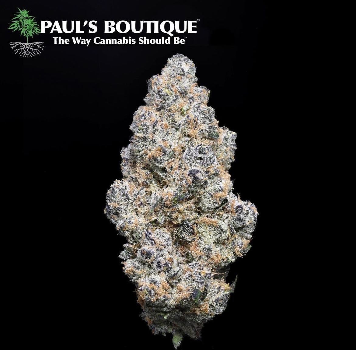 Photograph of Product: Paul's Boutique - Blockberry - 3.5g