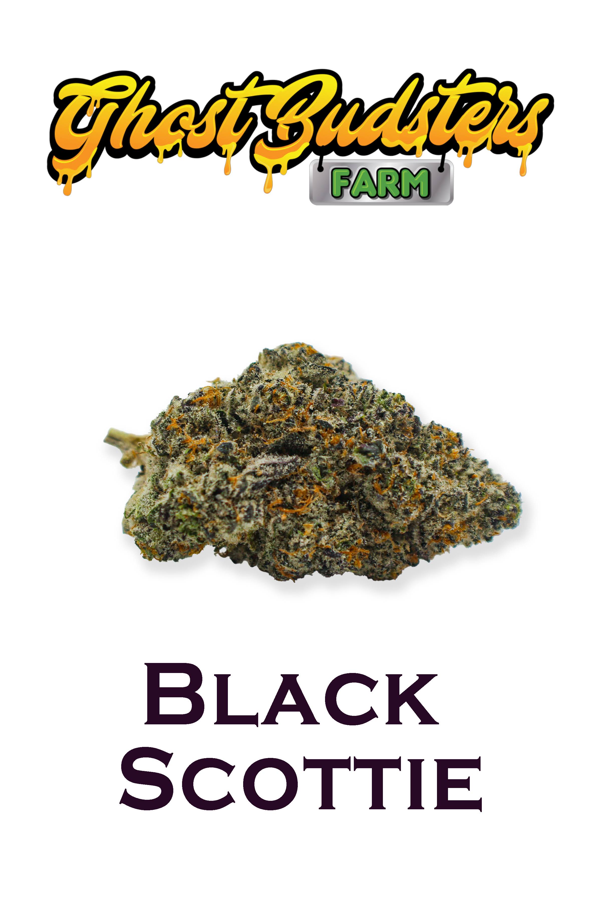 Photograph of product: Ghost Budsters Bulk A's | Black Scottie - Hybrid - 28g