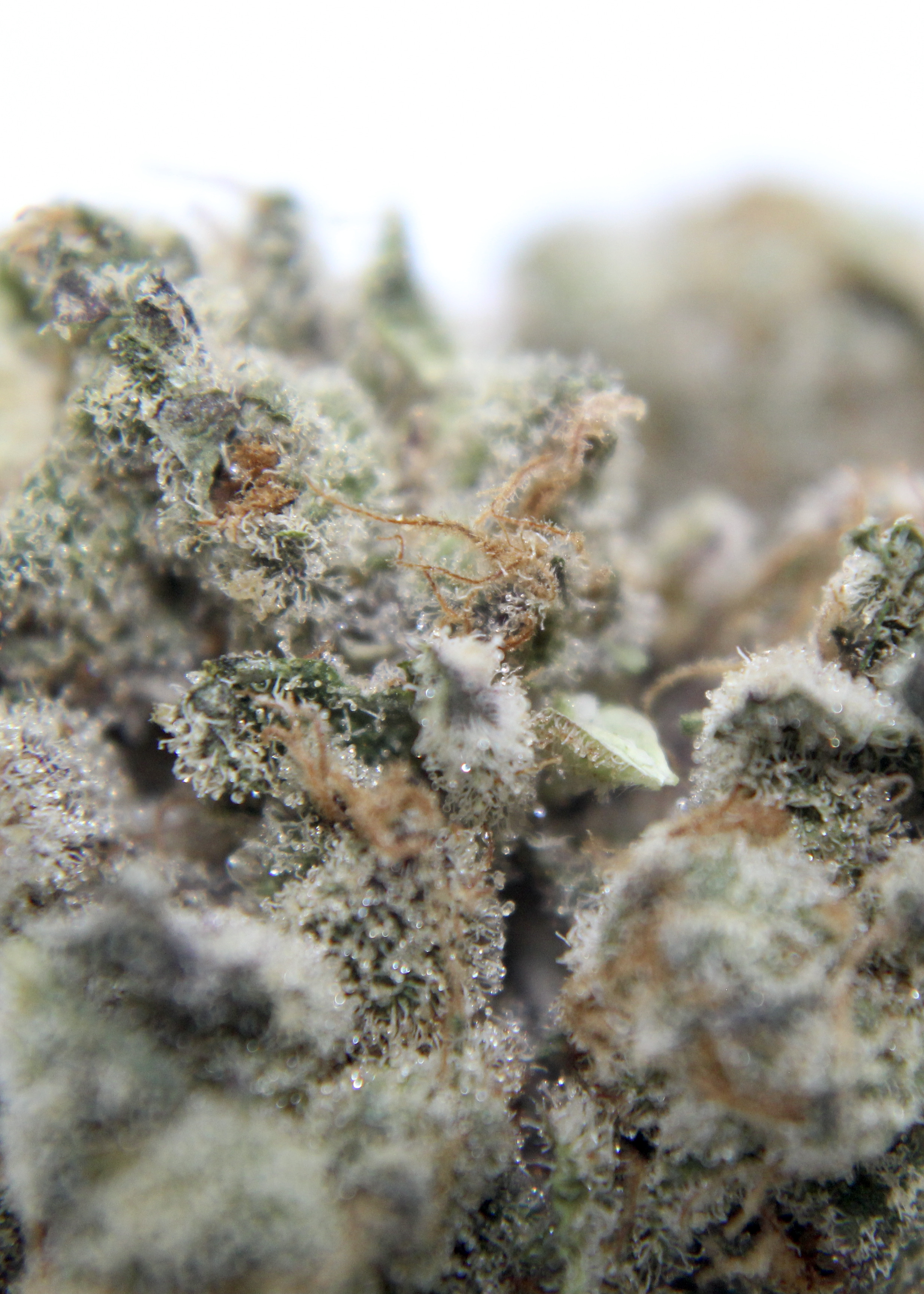 Photograph of product: Snow Lotus GSC 1/8 Prepack - 28g