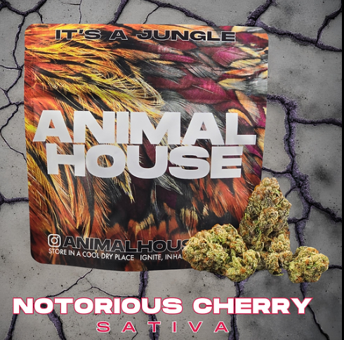 Photograph of product: Animal House | Notorious Cherry | 3.5g