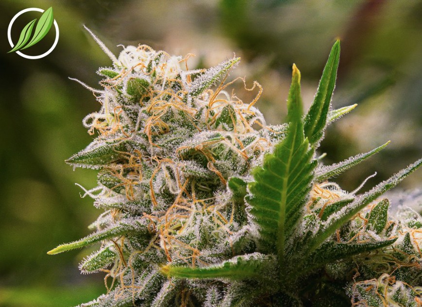 Photograph of Product: Flower | Blue Sky Haze THC:CBD | 25945 - 3.5g