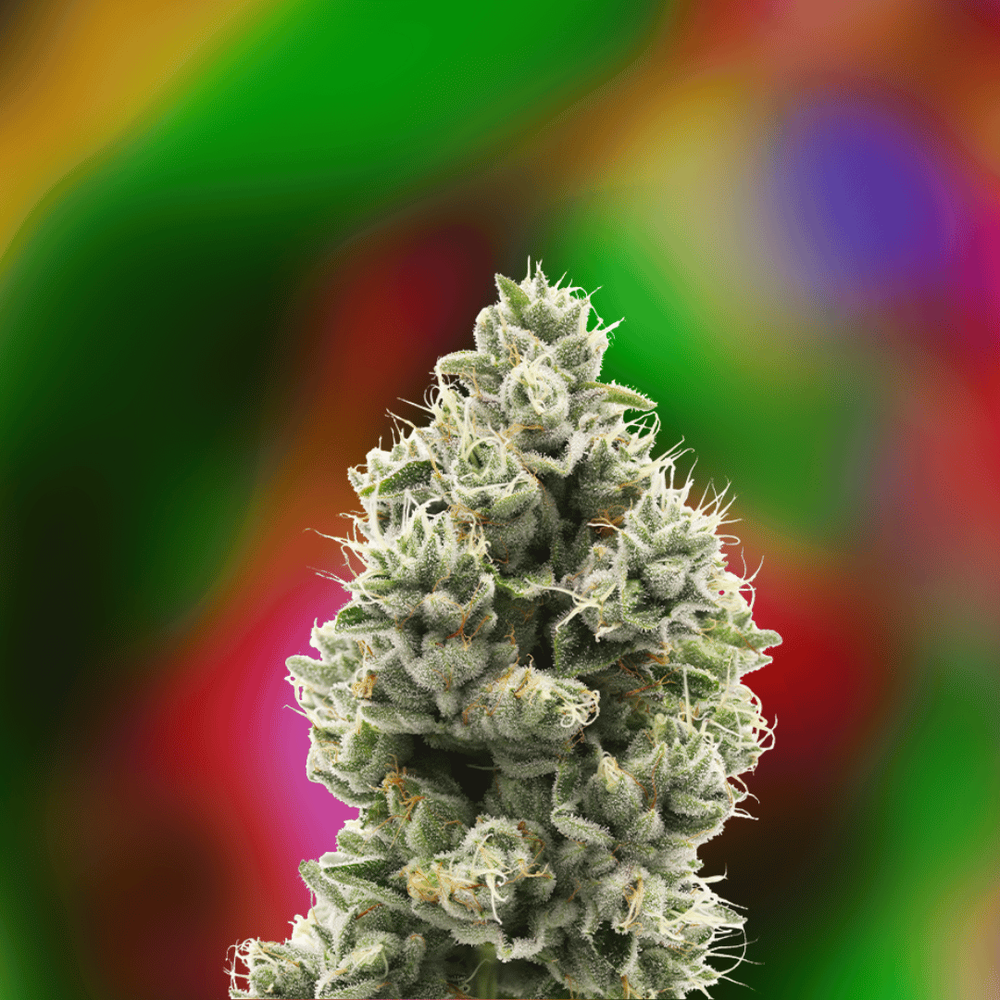 Photograph of product: 710 Labs - The Sweeties #7 - Live Rosin - Pod