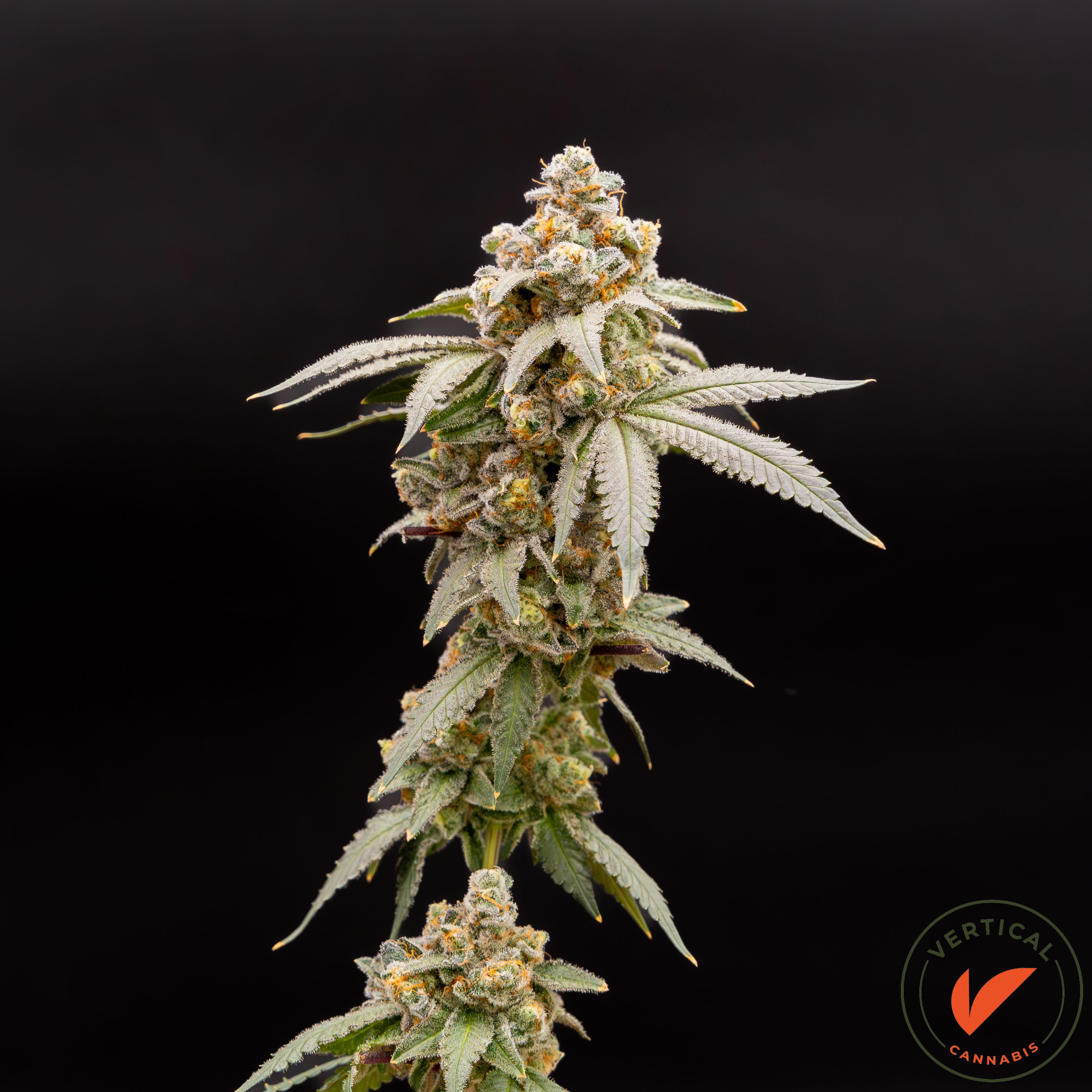 Photograph of product: VERTICAL | ALOHA LIMONE | PREPACK SMALLS | 7G | S/I