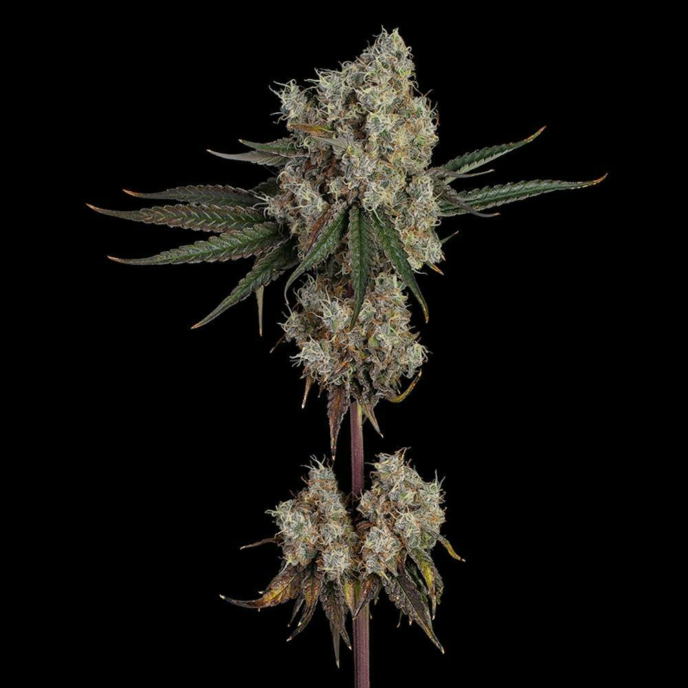 Photograph of product: Happy Valley | Another Level - 3.5g