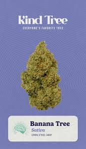 Photograph of product: KT | Banana Tree Buds - 3.5g