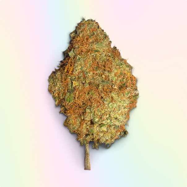 Photograph of product: 74 SUNS | 3.5g | Mimosa | Hybrid Oui'd Dom
