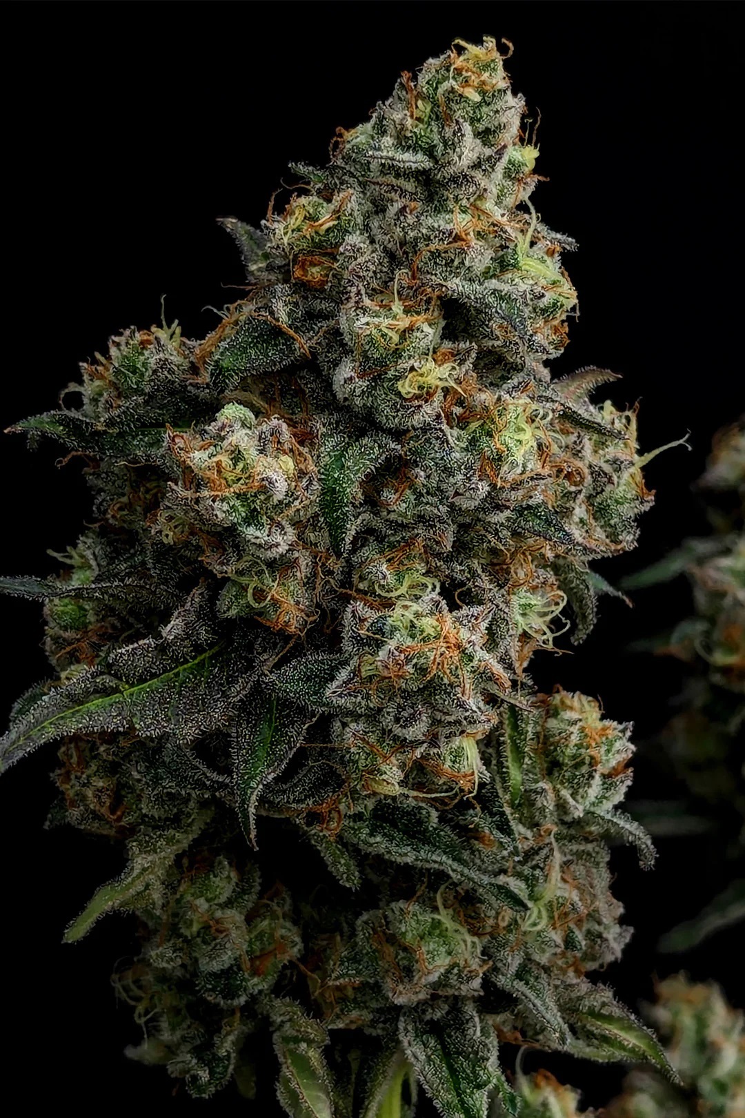 Photograph of product: Scotch & Soda Flower | 3.5g - Grown in Organic Living Soil