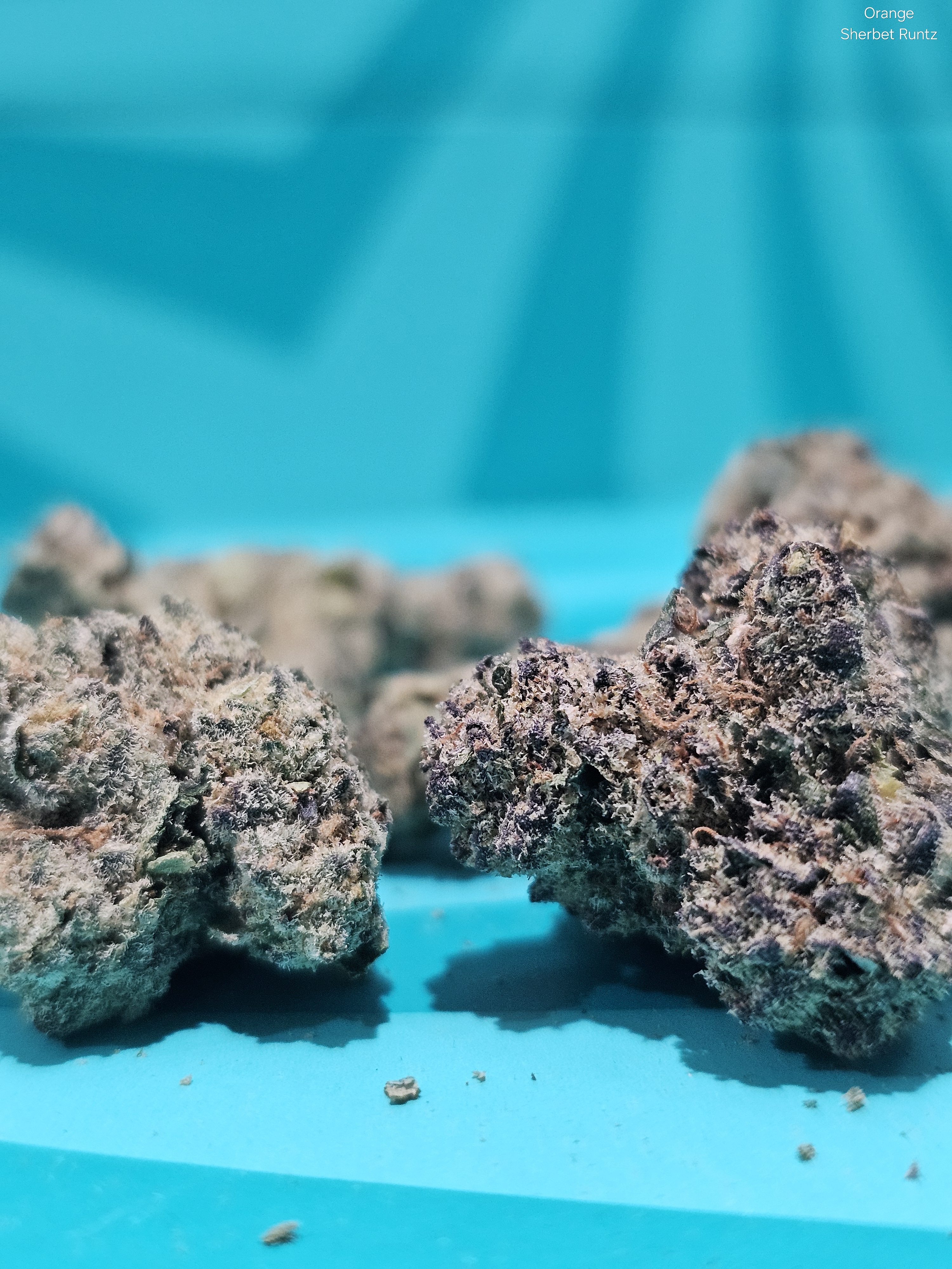 Photograph of product: Flower | REC - Orange Sherbet Runtz - 28g