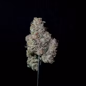 Photograph of product: Runtz Banger - 3.5g