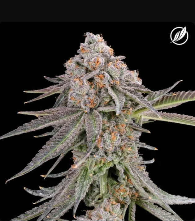 Photograph of product: Ghost White Flower 3.5g T26.00% I C0020025717