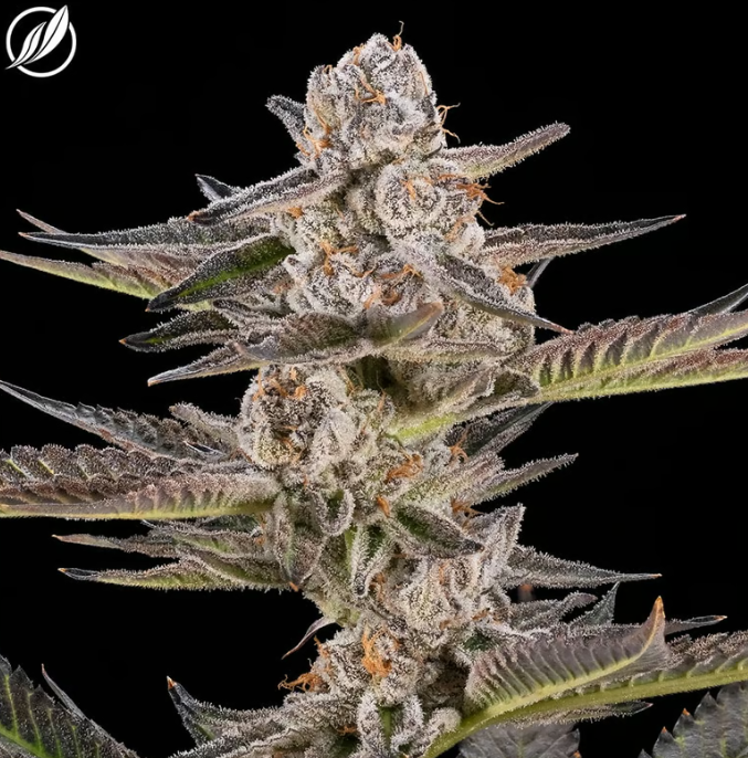 Photograph of product: OGKB Stomper | Pre-Pack | 3.5g | 25864