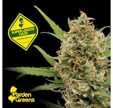 Photograph of product: Super Lemon Haze | 3.5g | Garden Greens