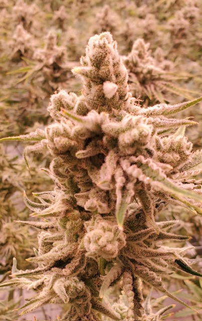 Photograph of product: 28g Blueberry TrainMAC | TAX INCLUDED