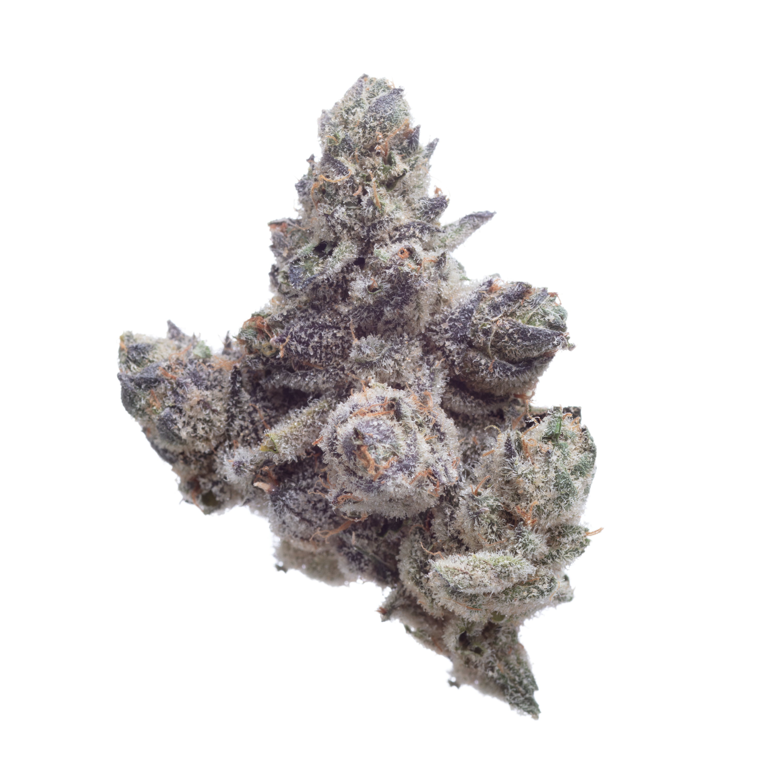 Photograph of product: Animal Tsunami | Zero Gravity Extracts - 3.5g