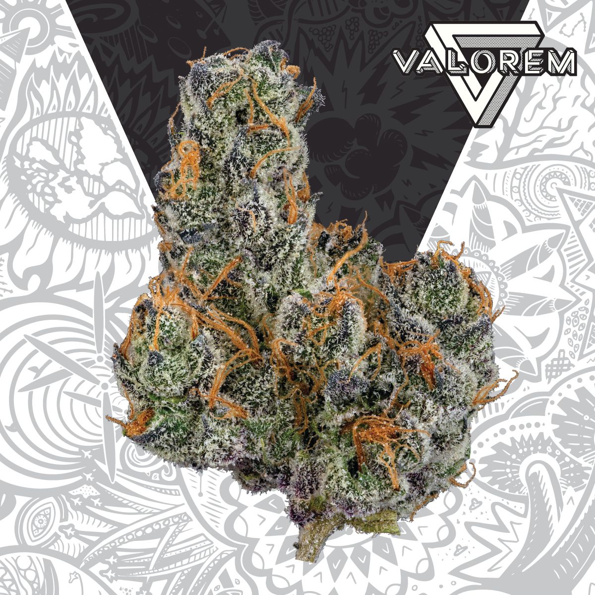 Photograph of product: Apple Fritter Preroll (H) | Valorem