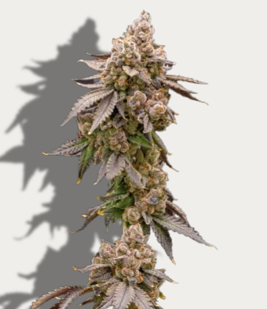 Photograph of Product: Souffle - Vertical Cannabis - 3.5g Pre-Packaged