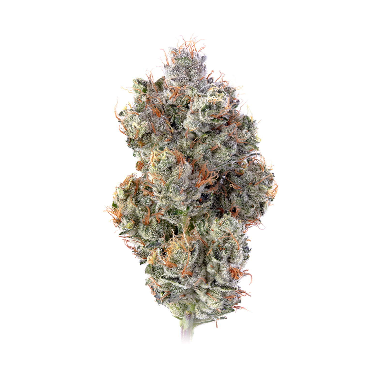 Photograph of product: | Motorbreath #15 | Happy Valley - 28g