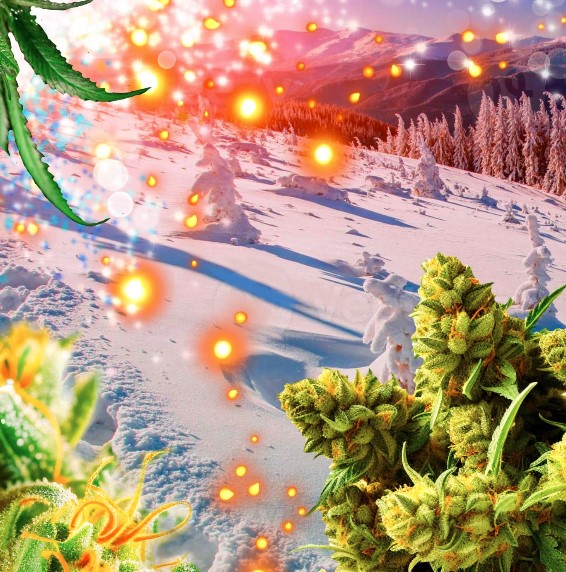 Photograph of product: Fresh Powder #9-1g preroll
