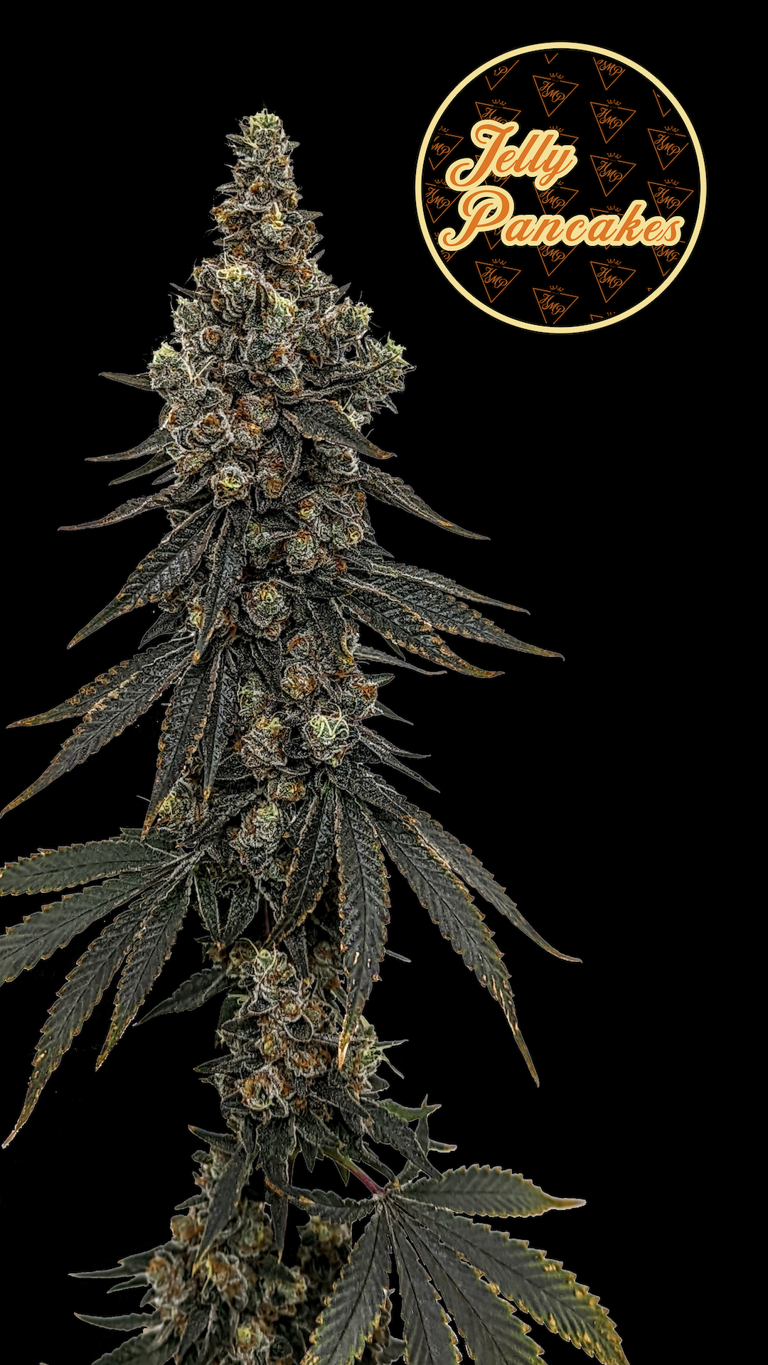 Photograph of product: Jelly Pancake - 3.5g