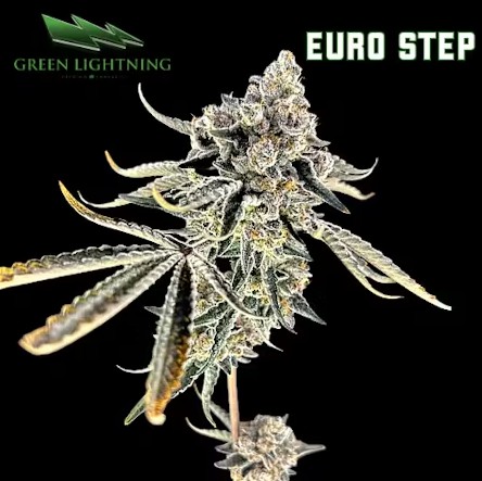 Photograph of product: Green Lighting | Euro Step | Flower | 3.5g | Hybrid