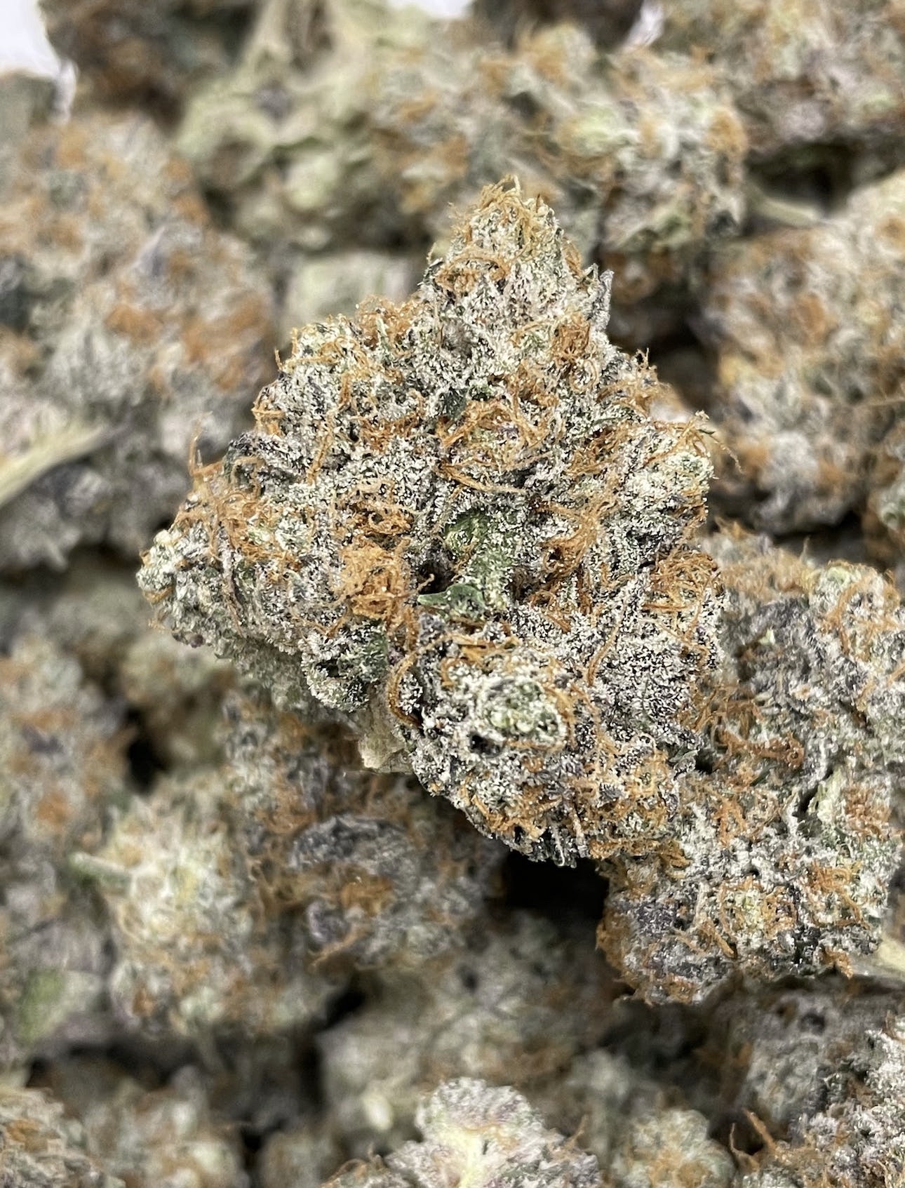 Photograph of product: Oui'd Cabin - Purple Pie - 3.5g