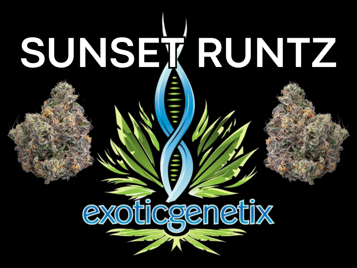 Photograph of product: EXOTIC GENETIX | SUNSET RUNTZ | SMALLS | HYBRID - 1g
