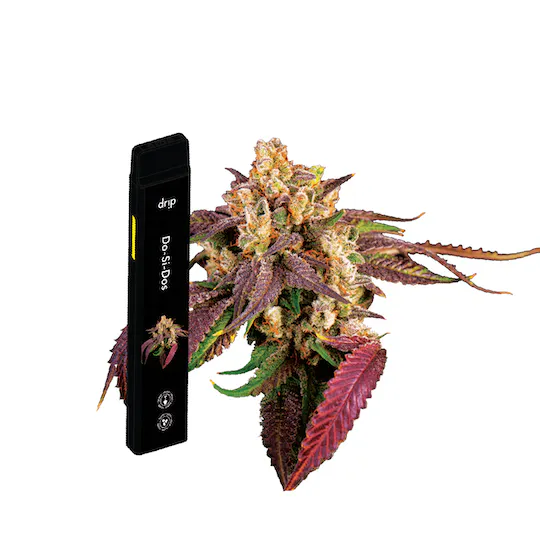 Photograph of product: DRIP | DO-SI-DOS - AIO BIG RIPPER Oui'd