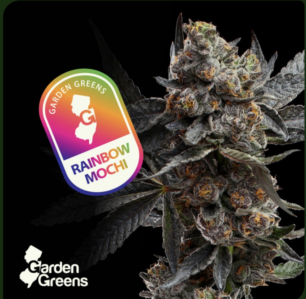 Photograph of product: Garden Greens / Rainbow Mochi / 3.5g Flower