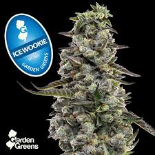 Photograph of product: Garden Greens - Ice Wookie - - Big Buds - 7g