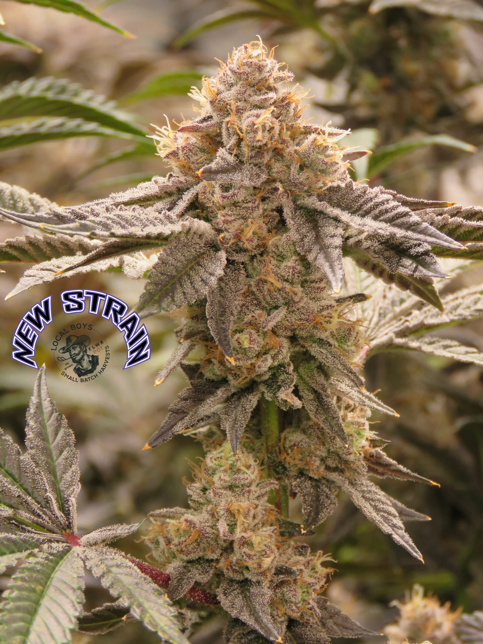 Photograph of product: Triple Burger | FLWRPot | Pre-Roll