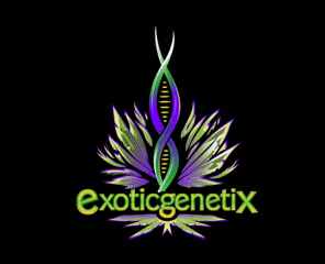 Photograph of product: 5G MIDNIGHT RUNTZ BADDER