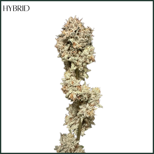 Photograph of product: AltSol DC | Platinum TK | Flower - 3.5g