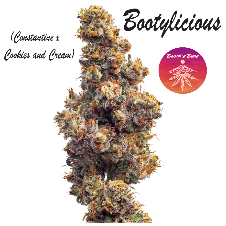 Photograph of product: Bootylicious (DOH) - 14g