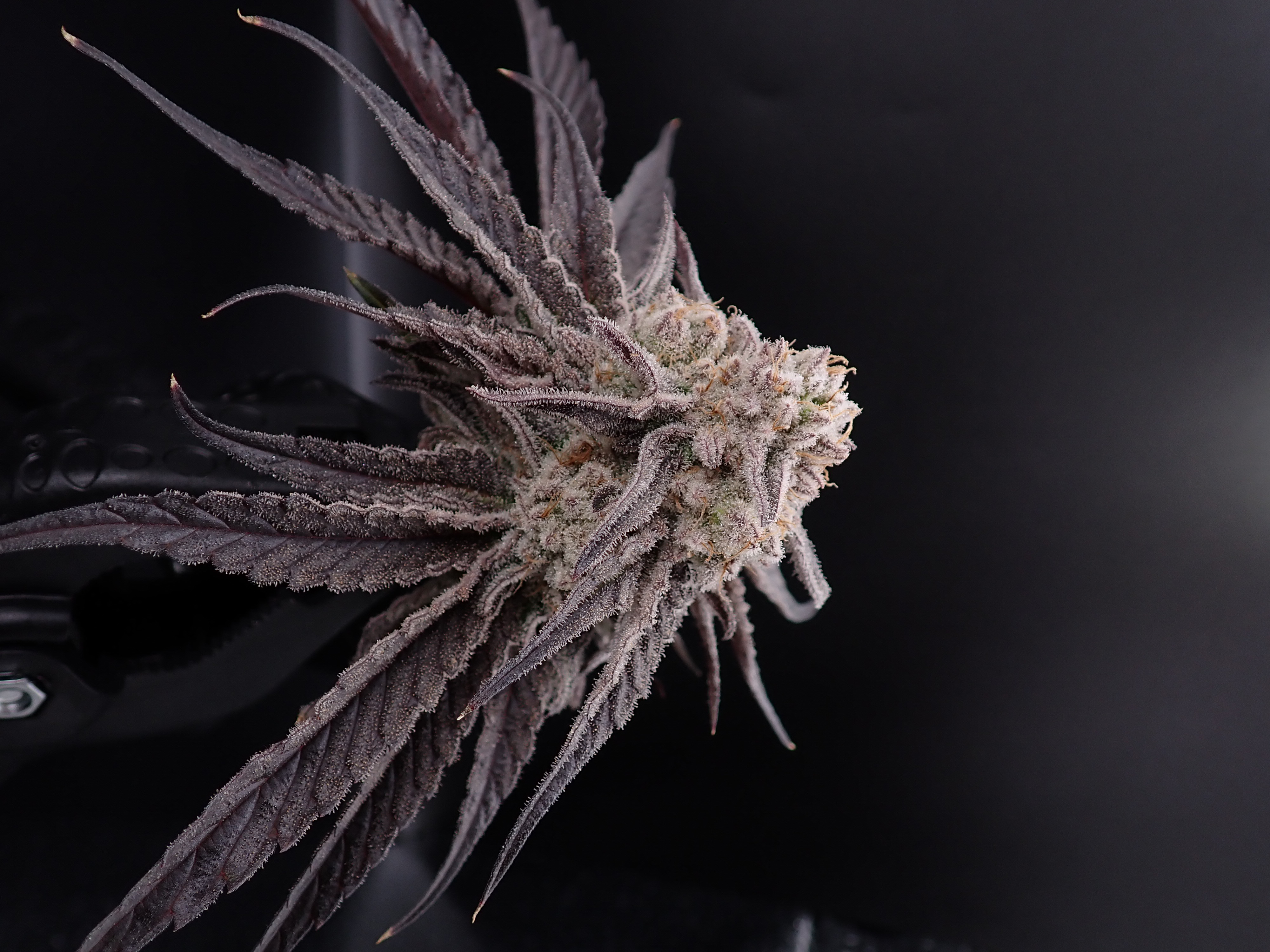 Photograph of product: Black Ice (I) - Hermit's Delight - Big Buds Pre-Packaged T1 - 28g