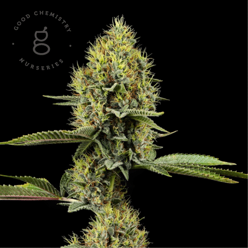 Photograph of product: Novacaine | Flower | 3.5g
