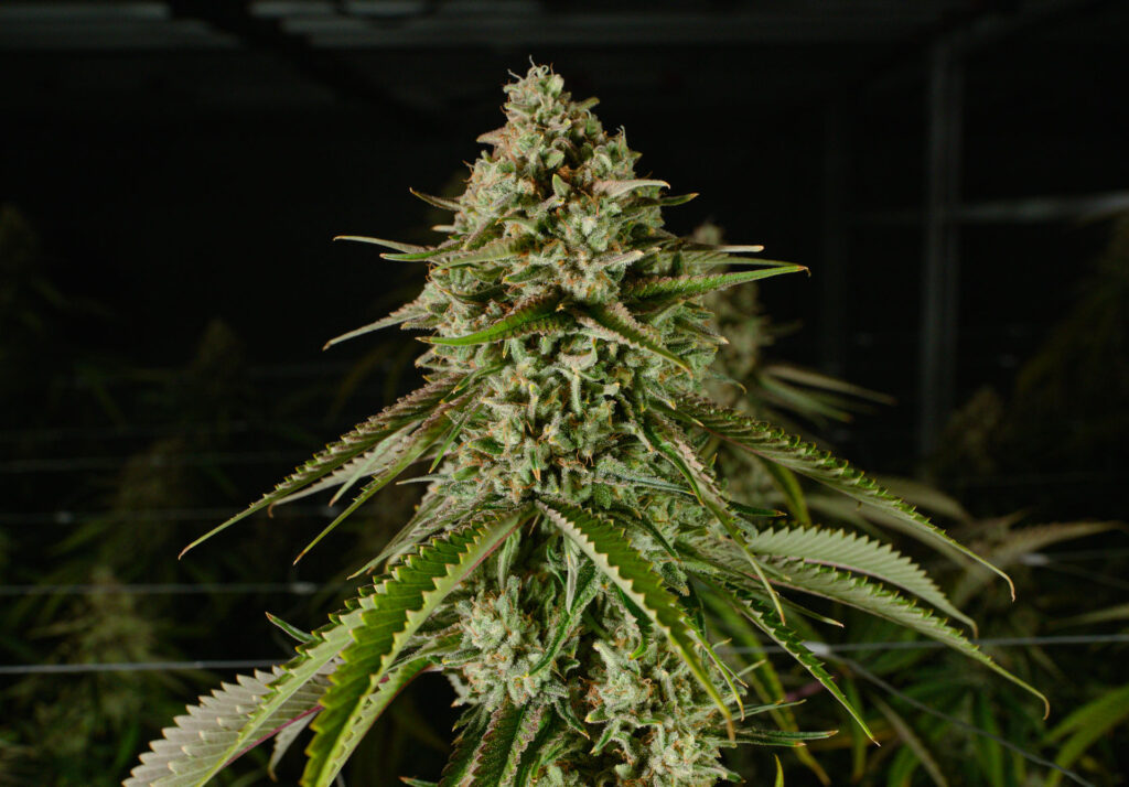 Photograph of product: Durban Z Flower T19.38 (1-00732) - 14g