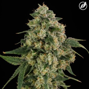 Photograph of product: Royale Flower 3.5g (C0020026094)