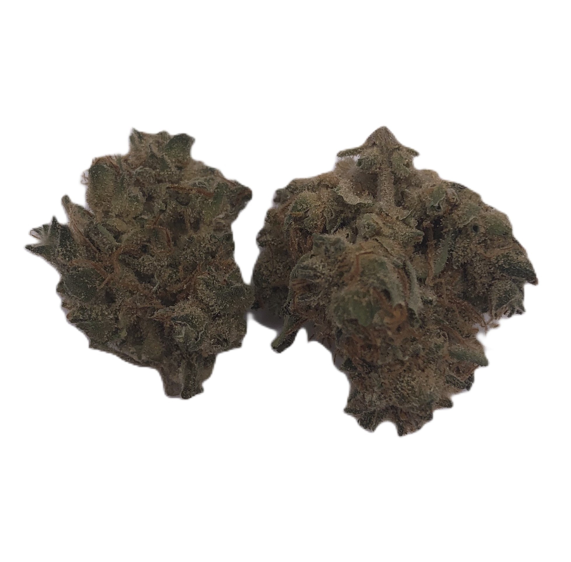 Photograph of product: Pruf Cultivar Camarosa #5 - 1g