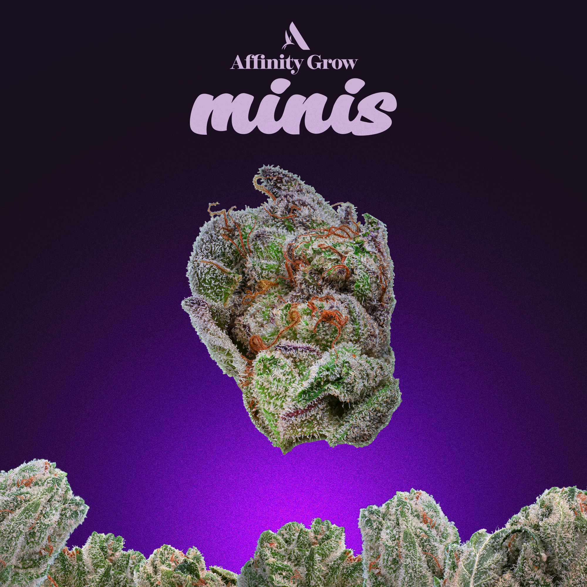 Photograph of product: Affinity Divine OG Small Flower 25.68% (I) 3.5g - 00584