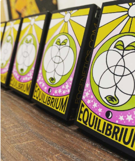 Photograph of product: Equilibrium - Maui Haze - Feminized seeds - 12pk