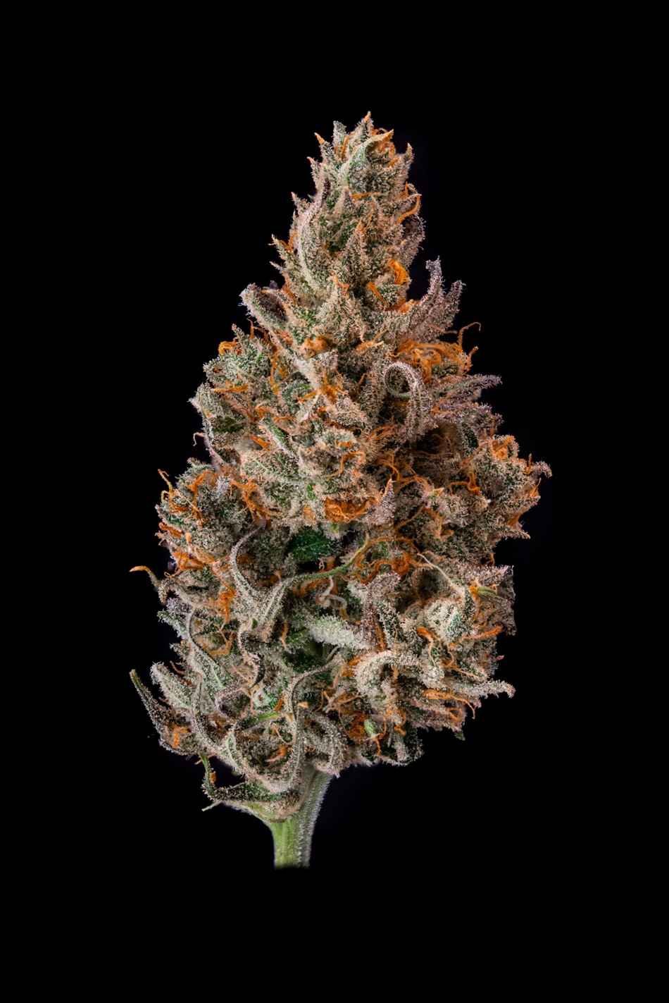 Photograph of product: Blue DREAM x Blowfish | 3.5g