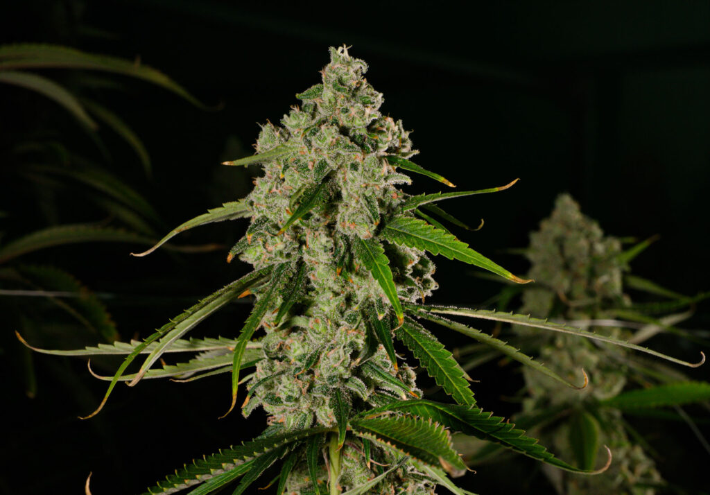 Photograph of product: Jack Herer | 14g flower (S) | AGL | 00748