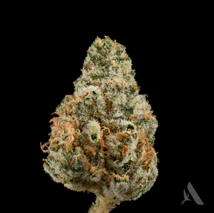 Photograph of product: Bachelor Party Flower T24.72% H 00486 (3.5g)(Affinity Grow)