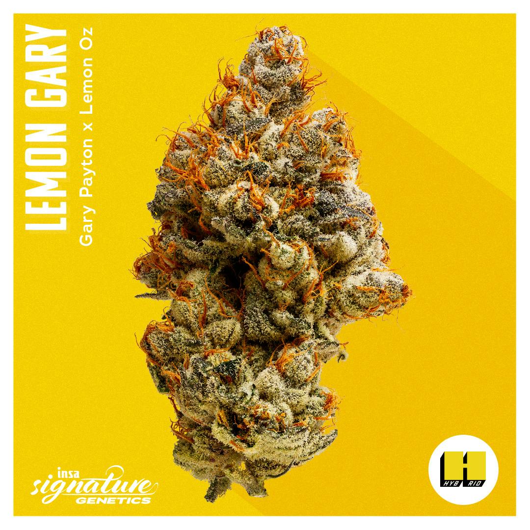 Photograph of product: Lemon Gary | Flower | 14g
