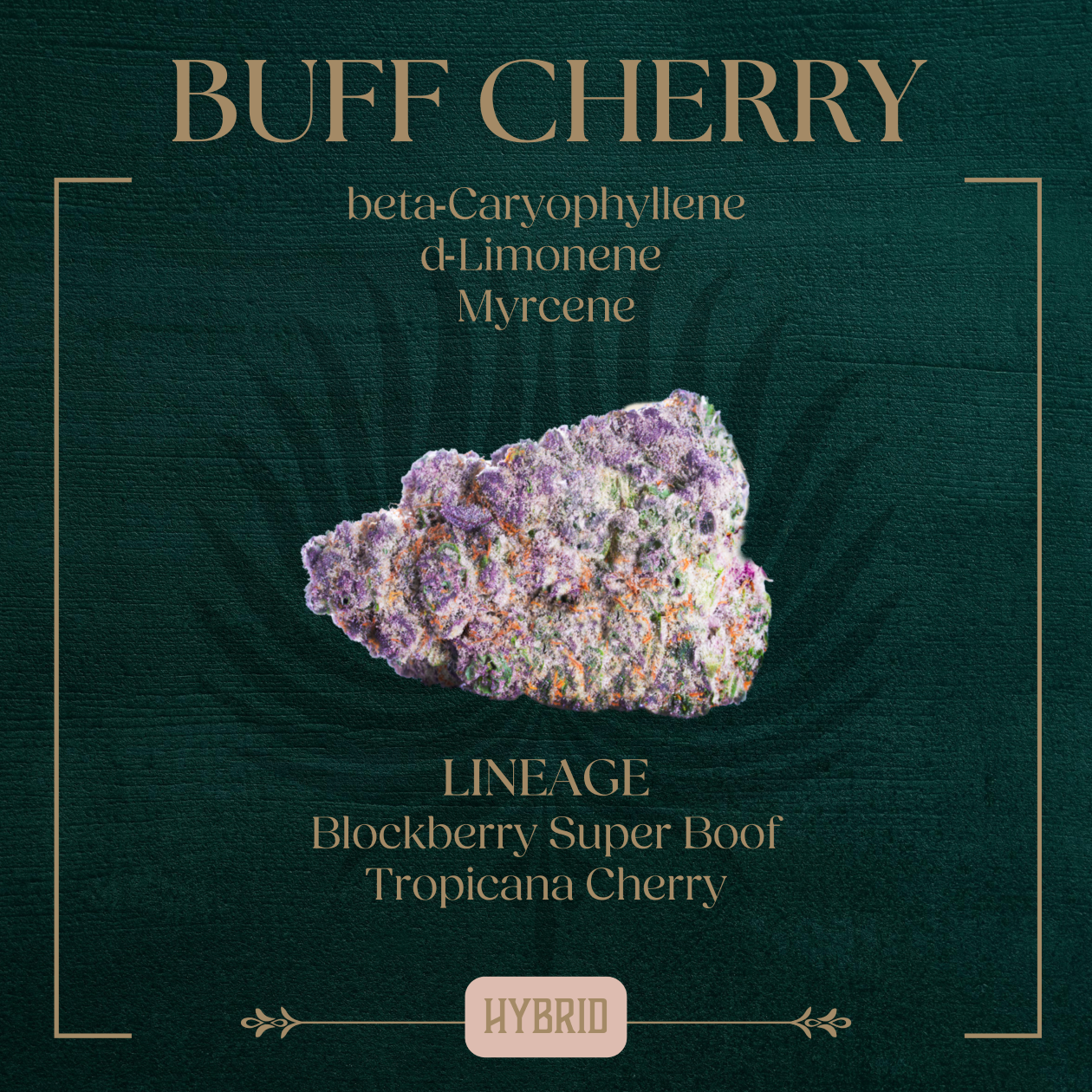 Photograph of Product: Buff Cherry | 3.5g | Peak