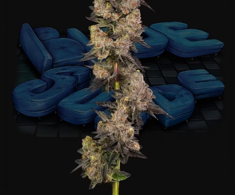 Photograph of product: Flower | Cookies | Blue Suede - 3.5g