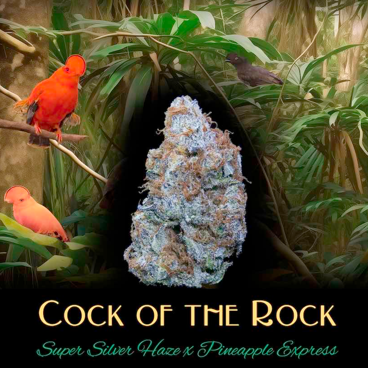 Photograph of product: Deaux - Cock-of-the-Rock (S) - Flower - 3.5g